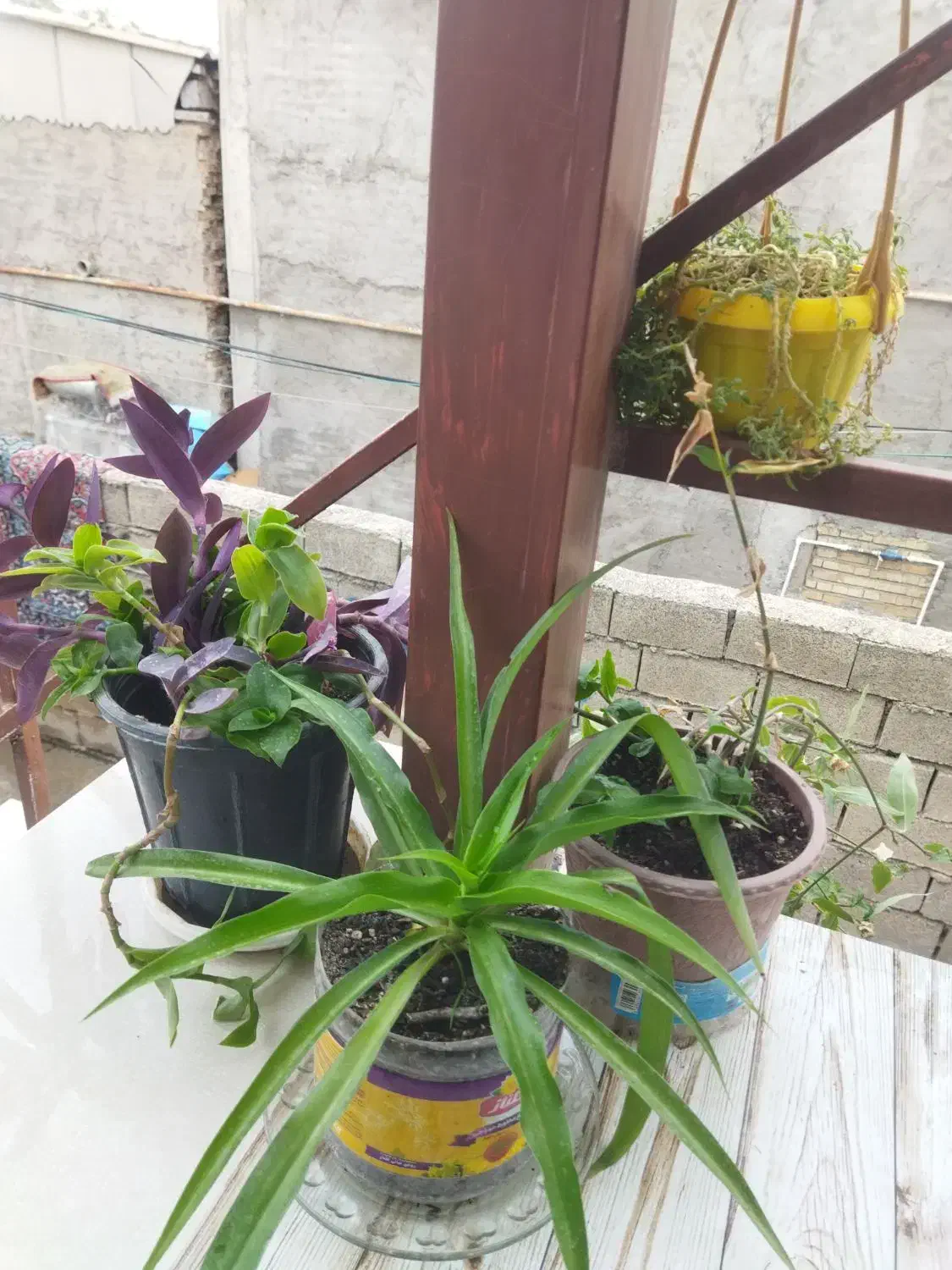 فروش گل های آپارتمانی وبیرونی|گل و گیاه طبیعی|آزادشهر, |دیوار