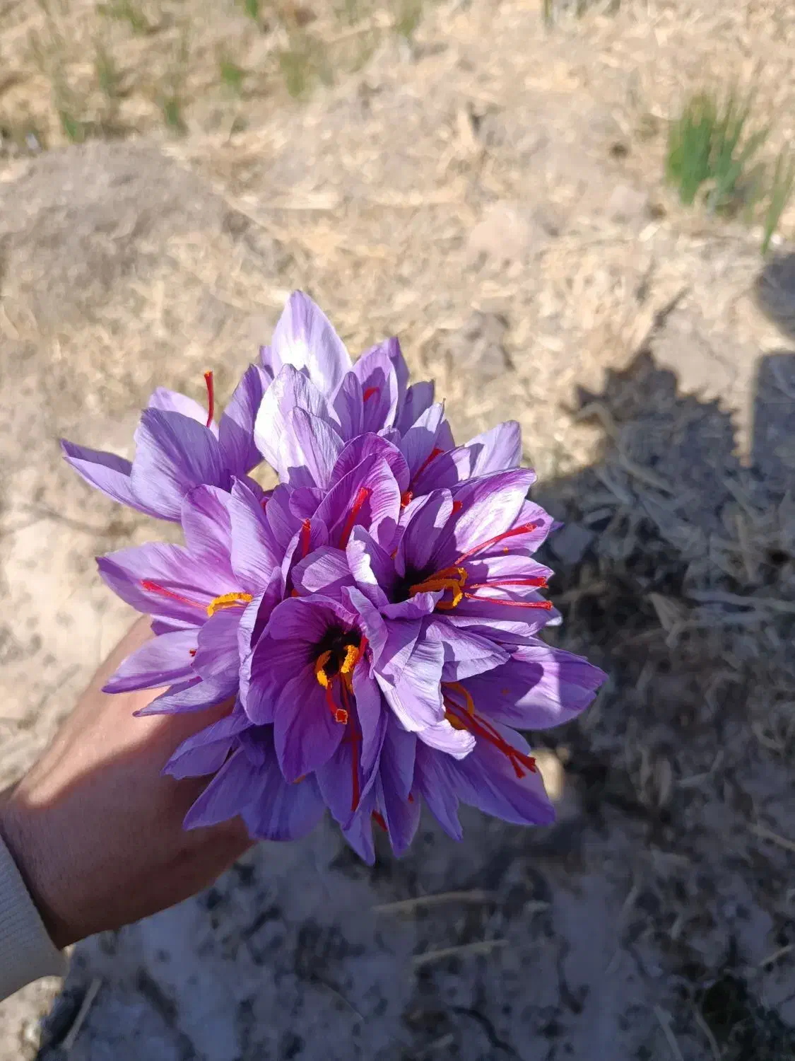 کود اوره شیمیایی سفید|گل و گیاه طبیعی|نطنز, |دیوار