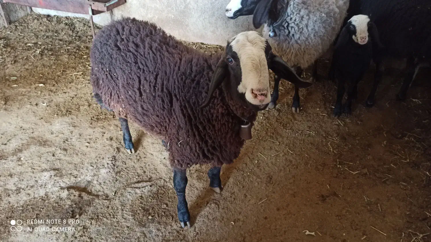 بره نر گوشتی|حیوانات مزرعه|آبیک, |دیوار