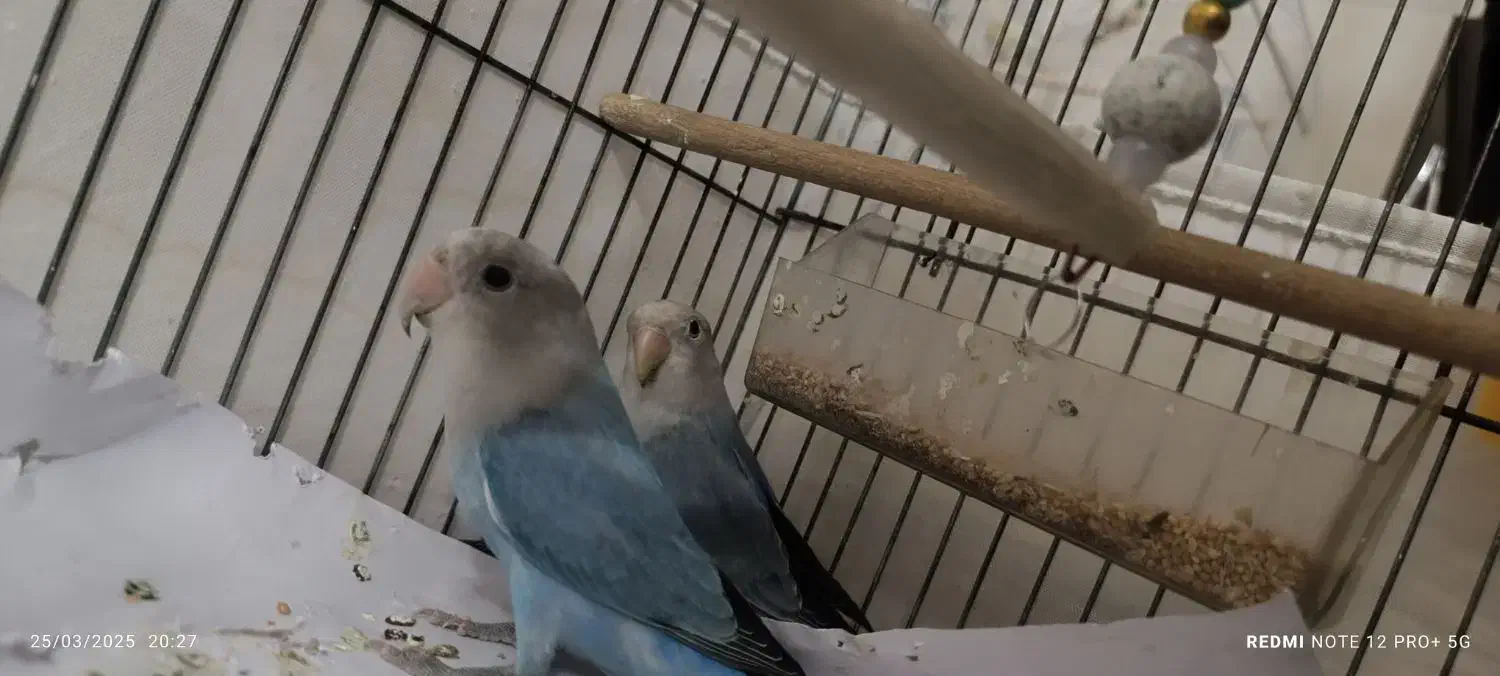 طوطی برزیلی|پرنده|قدس, شهرقدس|دیوار