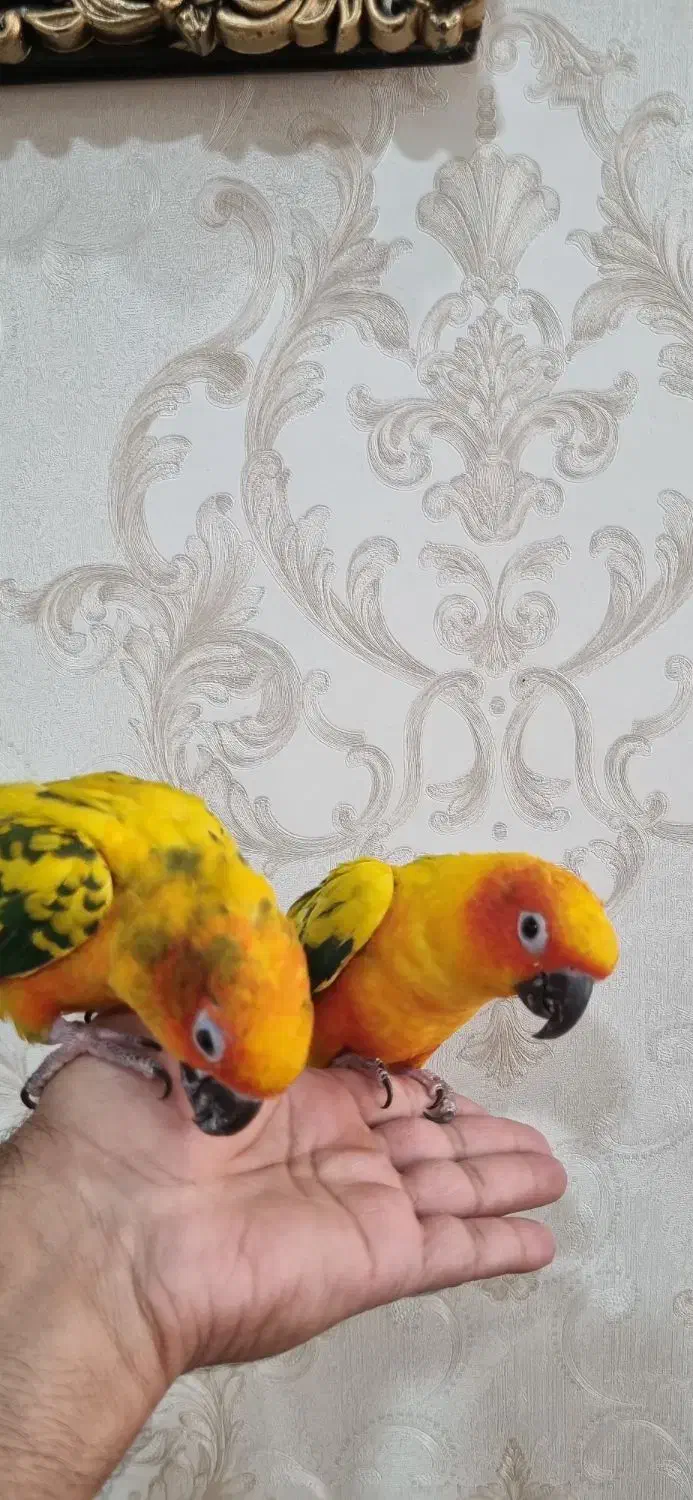 طوطی خورشیدی|پرنده|سیرجان, |دیوار