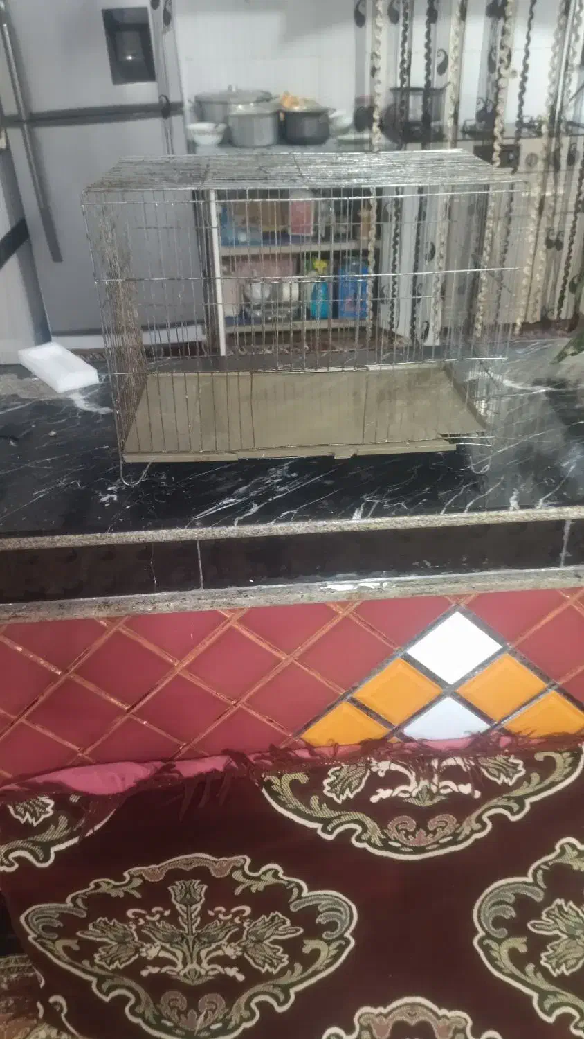 عروس هلندی با قفس|پرنده|مشگین شهر, |دیوار