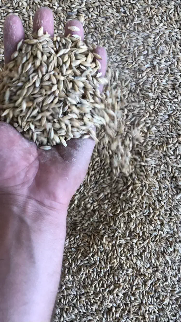 خوراک دام|عمده‌فروشی|زرین آباد, |دیوار