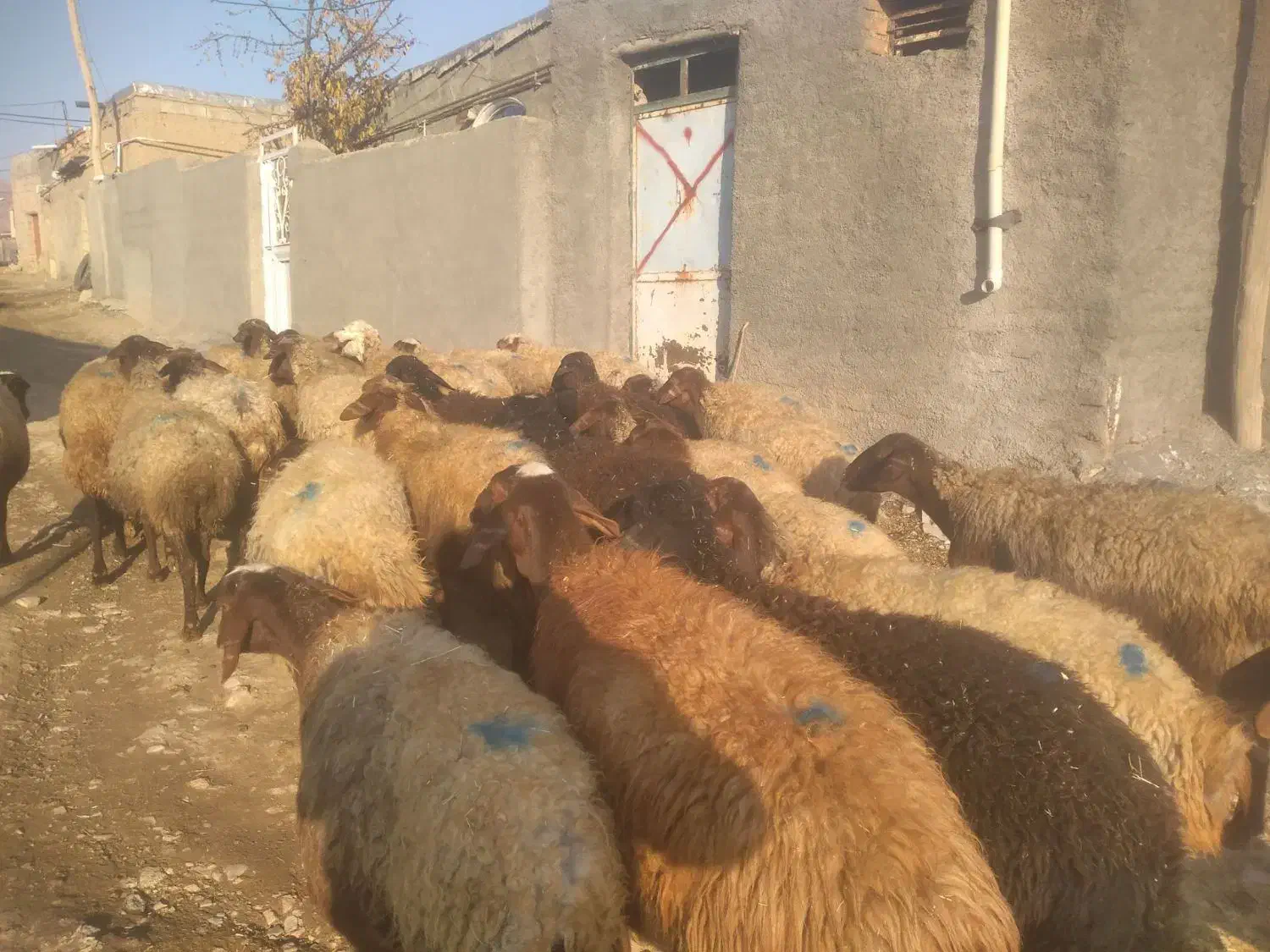 گوسفند داشتی با بره|حیوانات مزرعه|سنندج, |دیوار