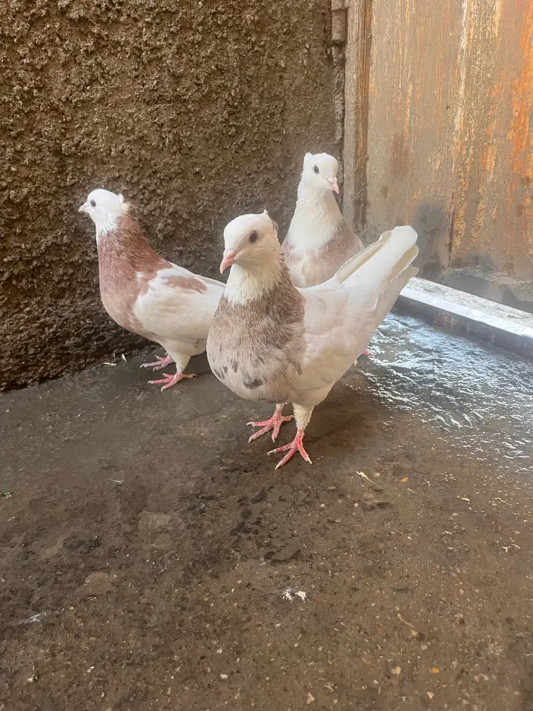 طوقی هفترنگ|پرنده|شاهرود, |دیوار