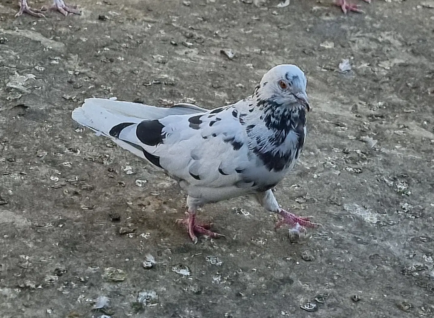سار|پرنده|مشهد, کوثر|دیوار