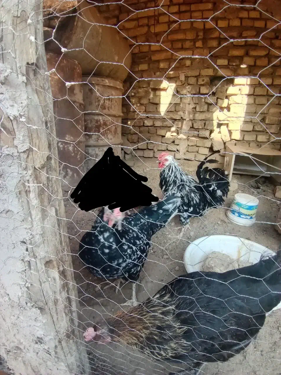 مرغ و خروس گلین لری|حیوانات مزرعه|اصفهان, ارغوانیه|دیوار