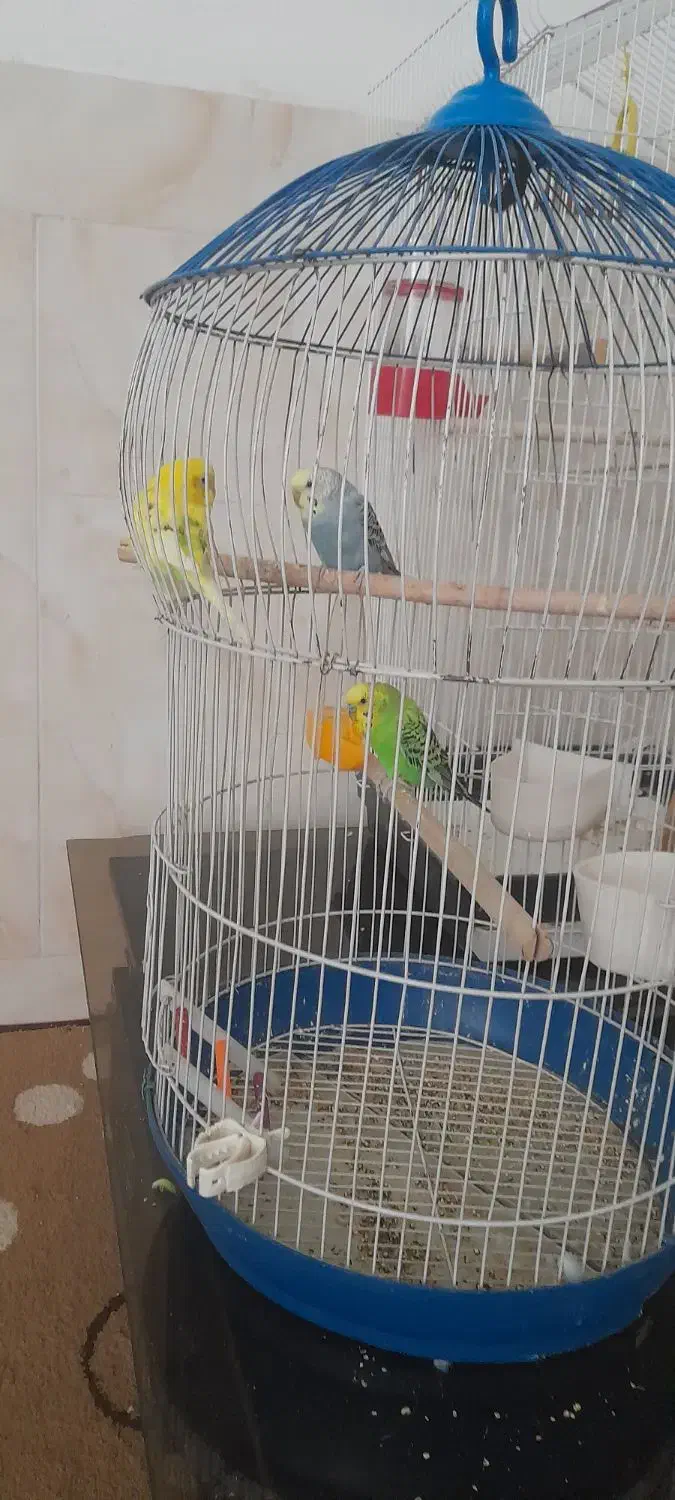 سه عدد مرغ عشق|پرنده|خمینی‌شهر, |دیوار