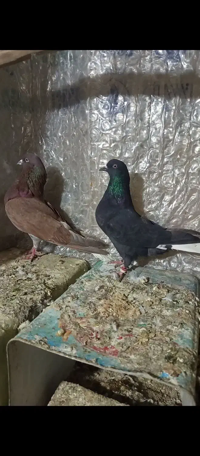 کفتر|پرنده|حمیدیا, |دیوار