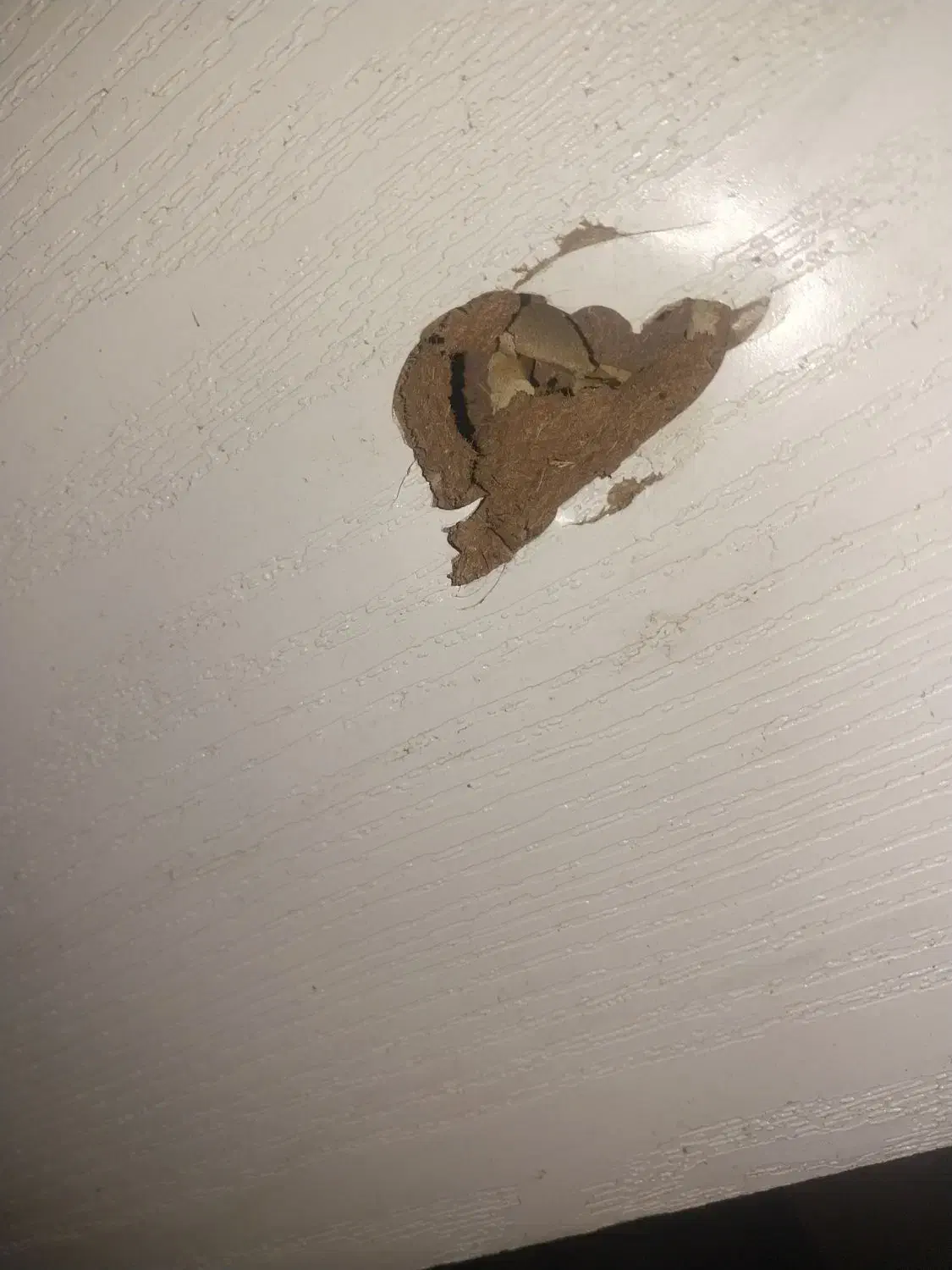 درب ورودی چوبی|مصالح و تجهیزات ساختمان|اهواز, کمپلو شمالی|دیوار