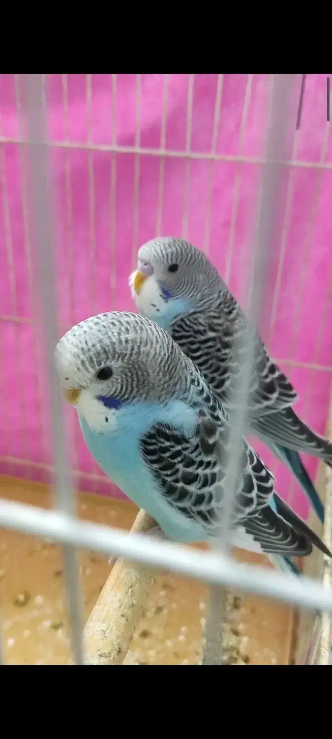 مرغ عشق نر و ماده|پرنده|مشهد, سرافرازان|دیوار