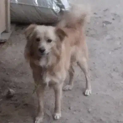 سگ پامر اشپیتز|سگ|کرمانشاه, |دیوار