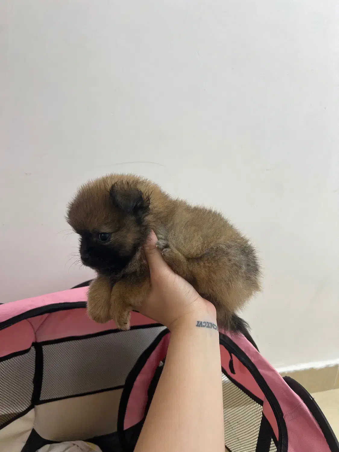 پامر خرسی نر|سگ|رشت, حومه رشت|دیوار