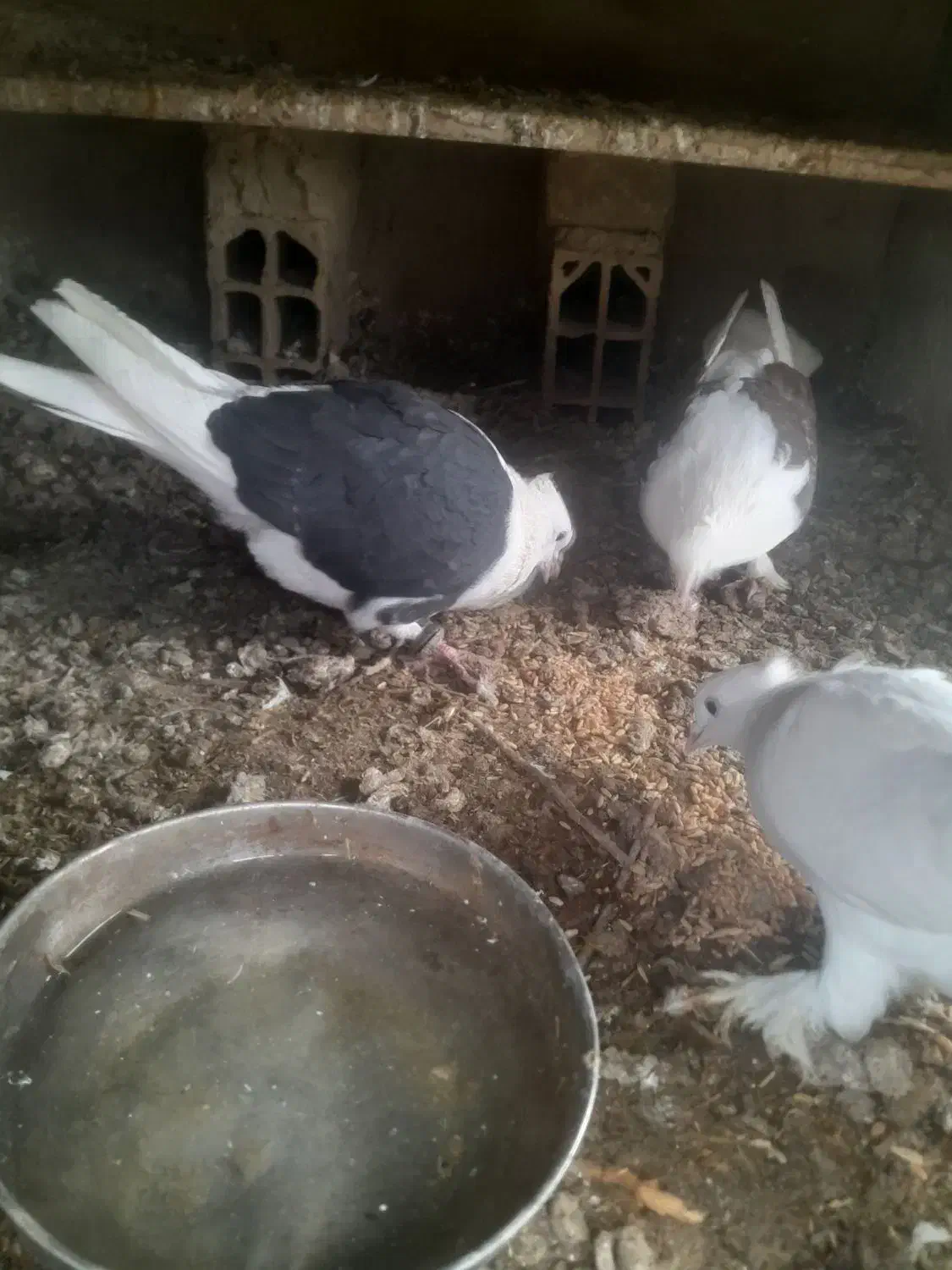 کبوتر پشت|پرنده|راز وجرگلان, |دیوار