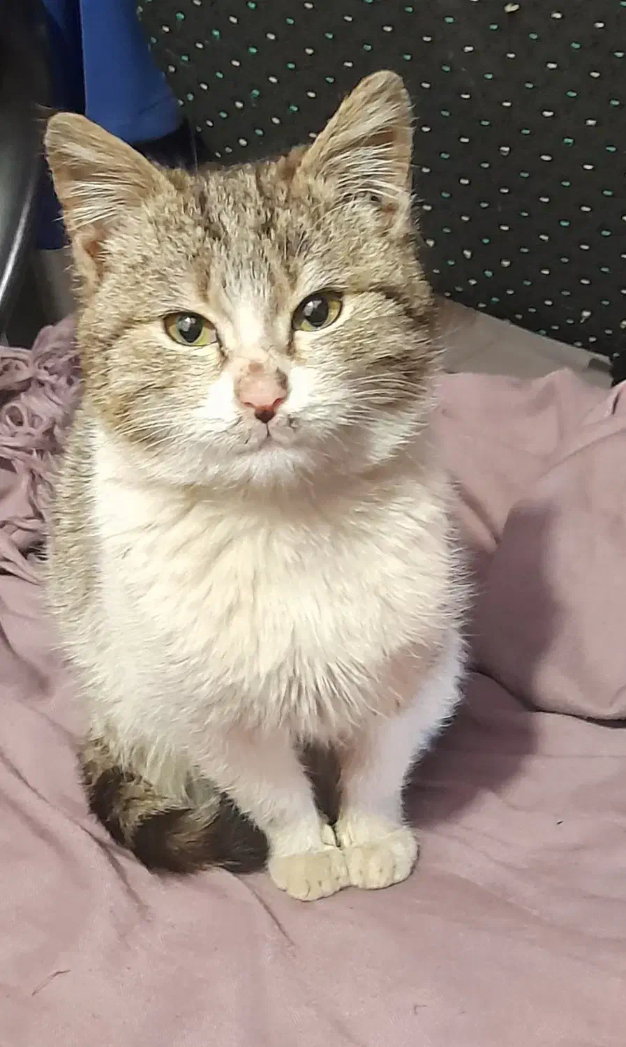 واگذاری بچه گربه|گربه|خرمدره, |دیوار