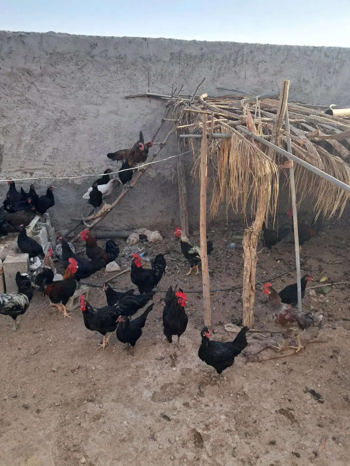 مرغ و خروس|حیوانات مزرعه|چغادک, |دیوار