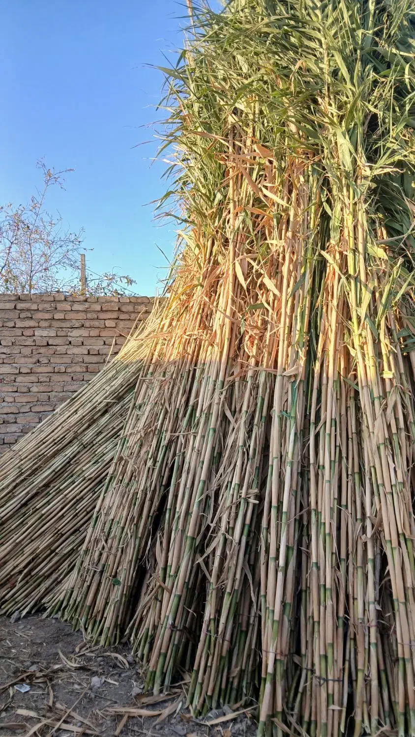 نی دسته بندی شده|مصالح و تجهیزات ساختمان|آق قلا, |دیوار