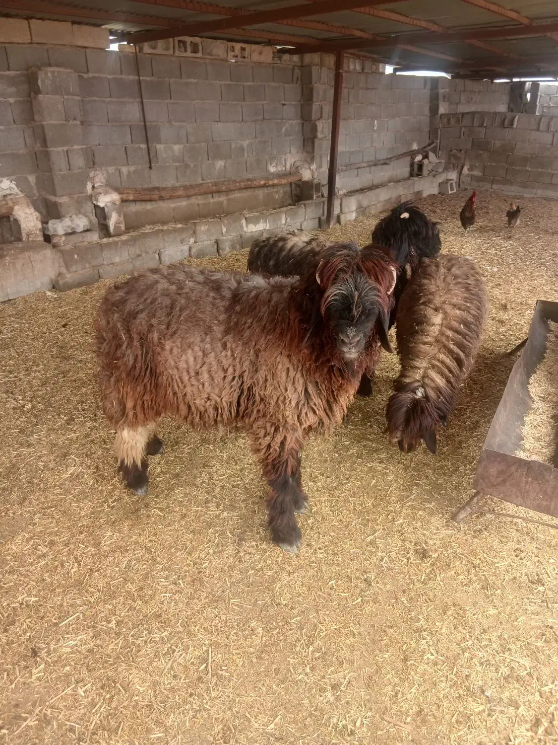 110|حیوانات مزرعه|مرودشت, دولت آباد|دیوار