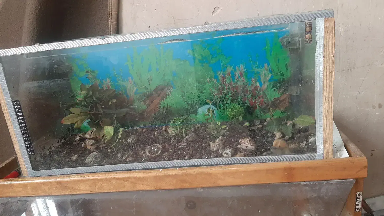 آکواریوم|ماهی|زابل, |دیوار