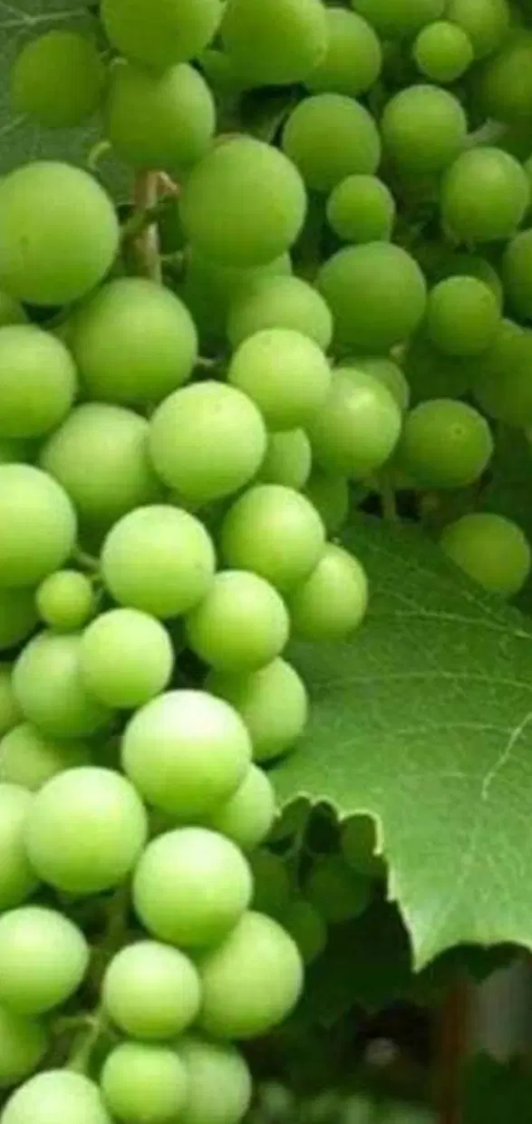 غوره|خوردنی و آشامیدنی|جوین, |دیوار