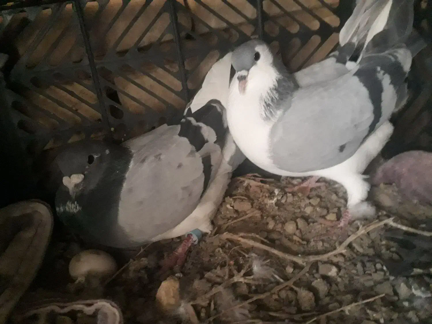 متور|سگ|بیرجند, |دیوار