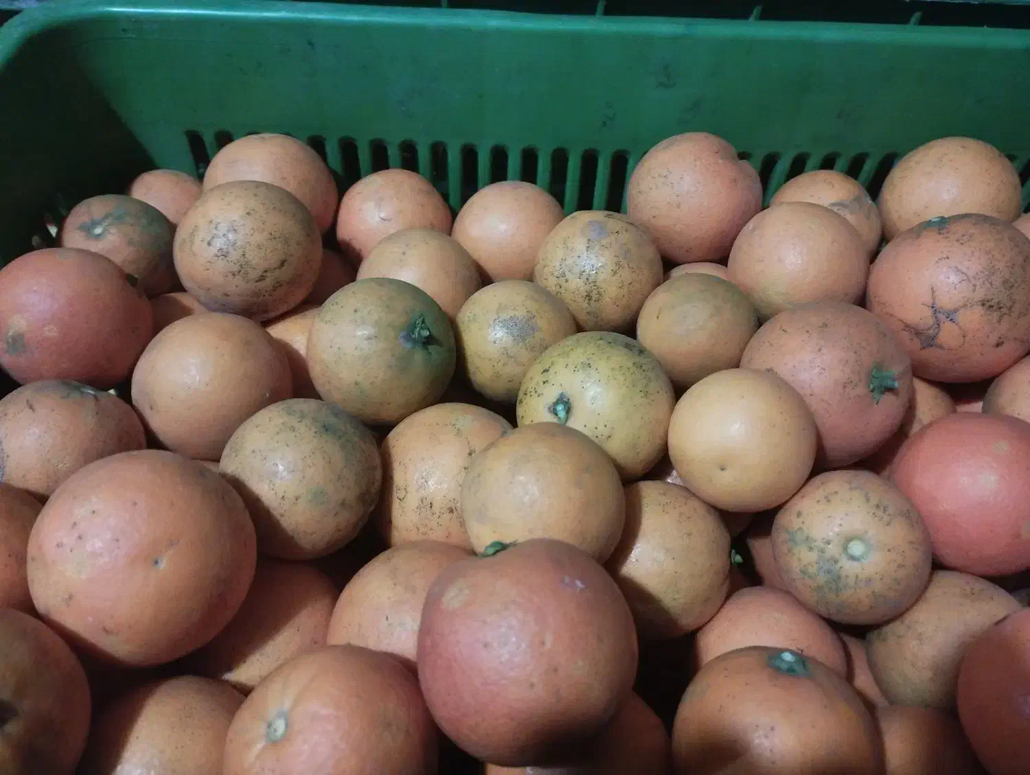 آب گیری خونی|آبمیوه‌گیر و آب‌مرکبات‌گیر|عباس‌آباد, |دیوار