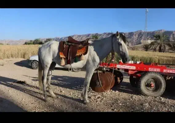 فروش دو اسب مادیون یا معاوضه|اسب و تجهیزات اسبسواری|خنج, |دیوار