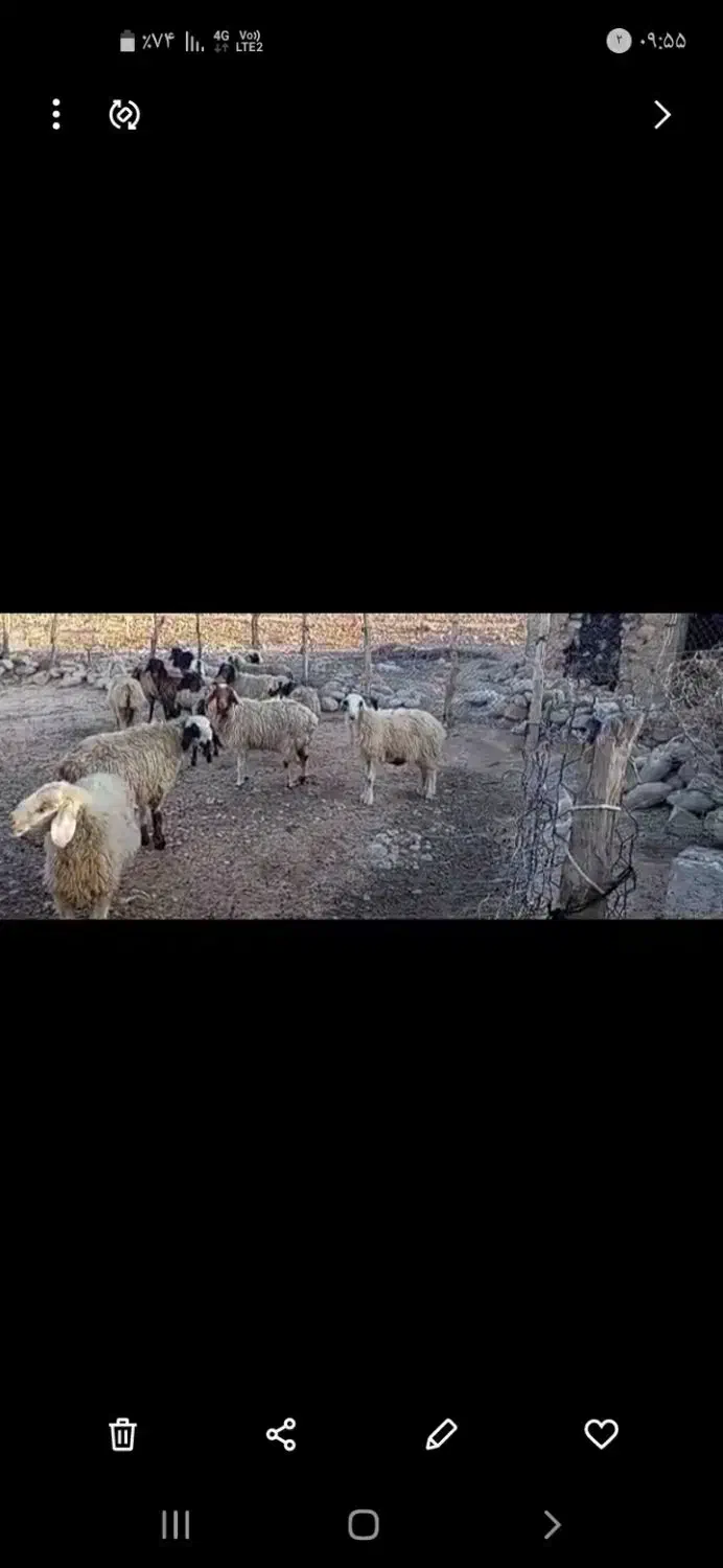 ۱۵ راس میش داشتی|حیوانات مزرعه|سوق, |دیوار