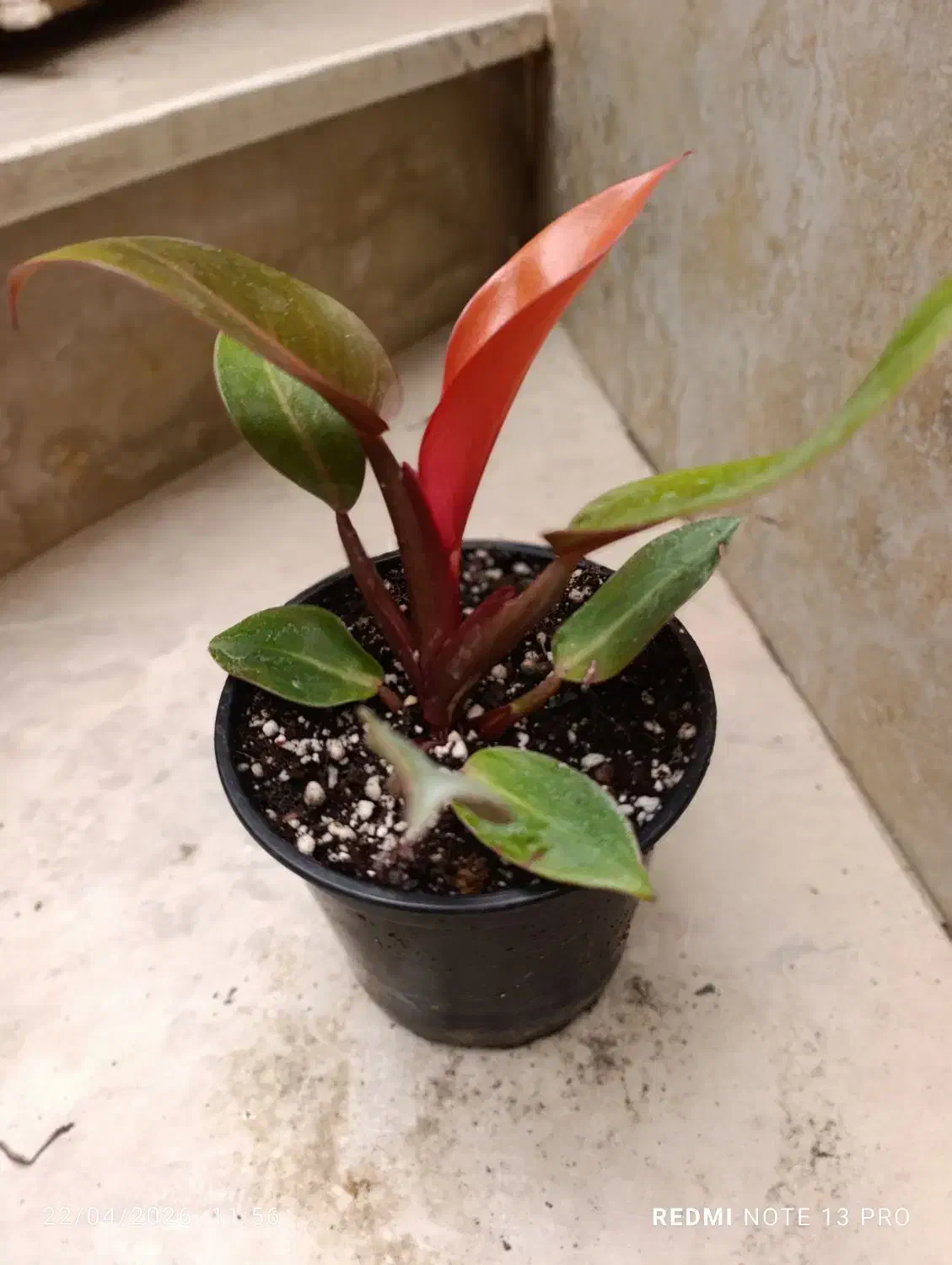 150تا200|گل و گیاه طبیعی|نیشابور, شهید بهشتی|دیوار