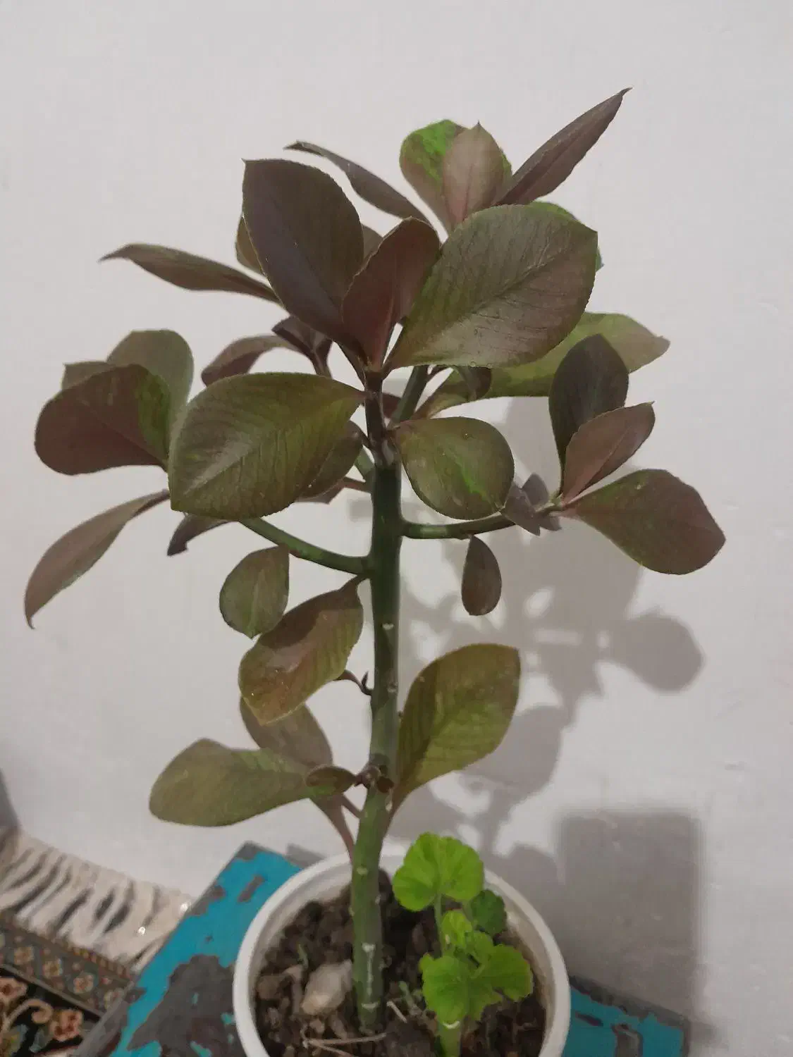 گل گل گل|گل و گیاه طبیعی|بروجرد, |دیوار