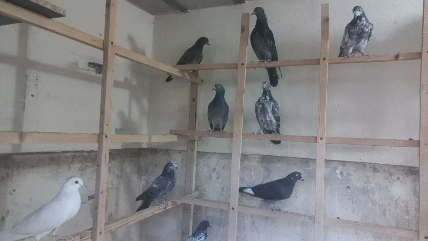 انگلیسی و پتی واله|پرنده|کرج, فاز ۵ مهرشهر|دیوار