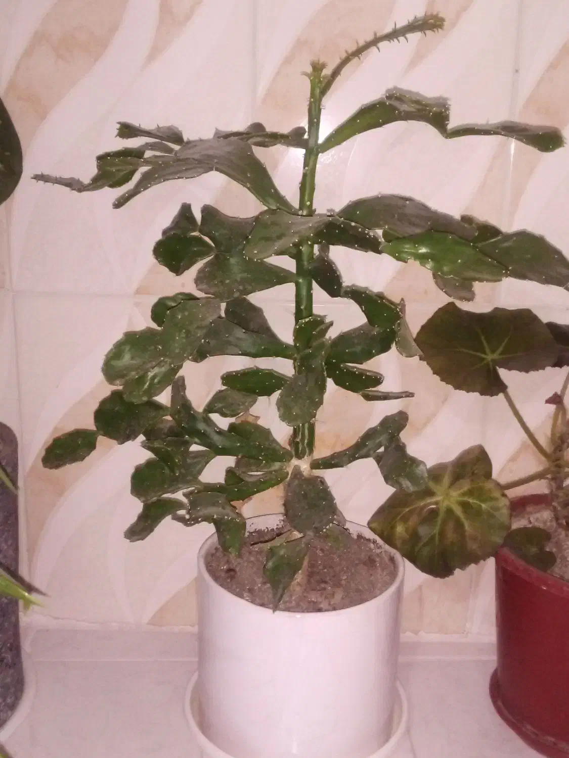 گل کاکتوس|گل و گیاه طبیعی|صحنه, |دیوار