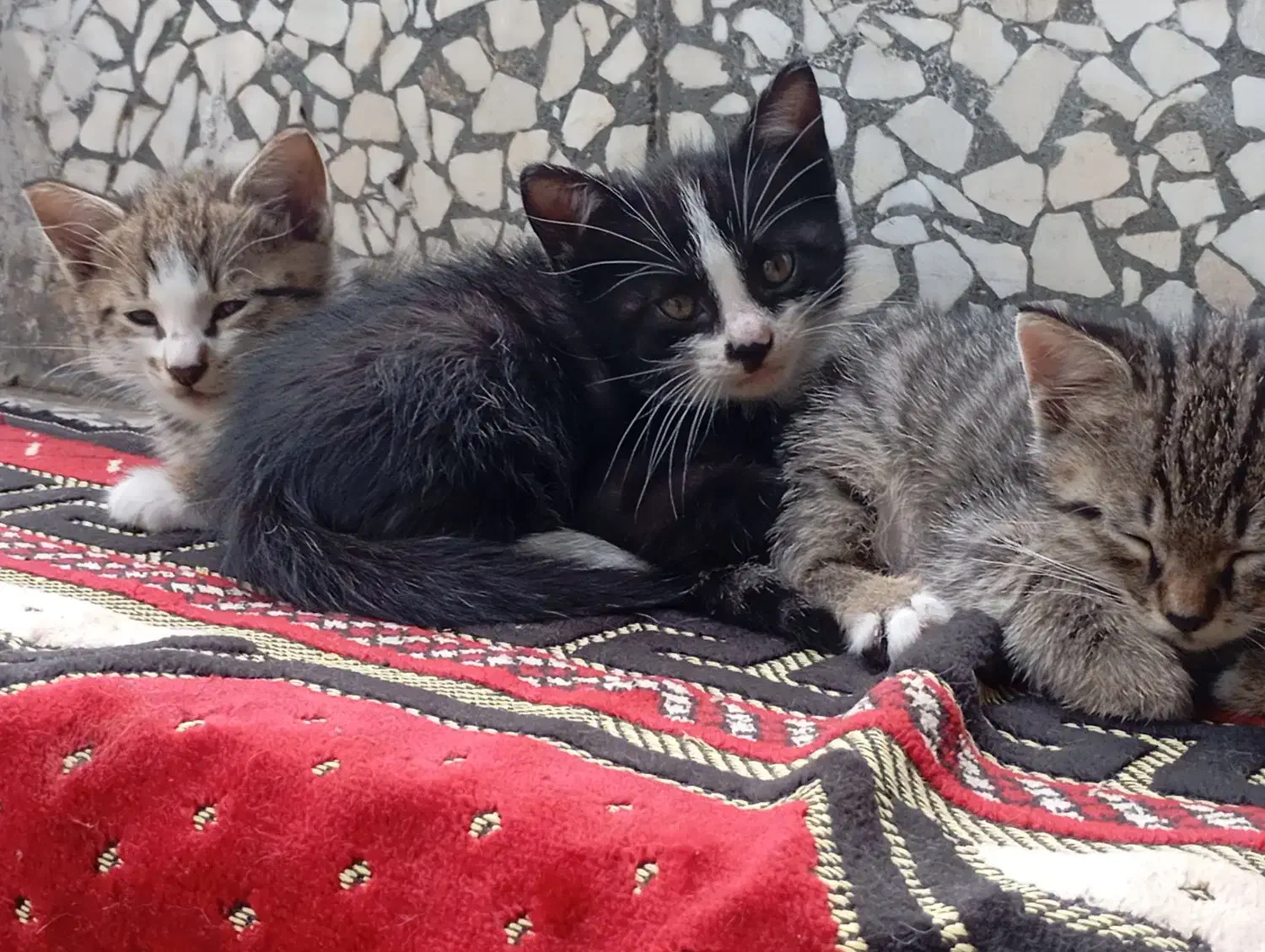 واگذار چند عدد بچه گربه|گربه|لولمان, |دیوار