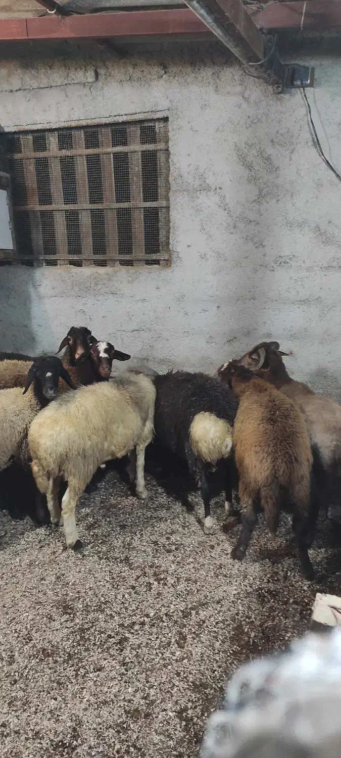 فروش بره گوسفند نر وماده|حیوانات مزرعه|رویان, |دیوار