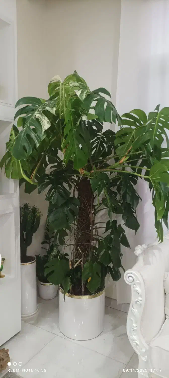 یک عدد گل انجیری بزرگ|گل و گیاه طبیعی|محمدیه-قزوین, |دیوار