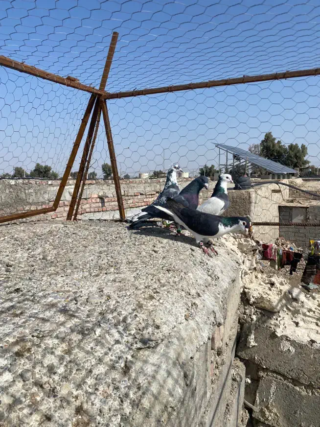 چهار عدد نر زد و خوردی|حیوانات|زاهدان, |دیوار