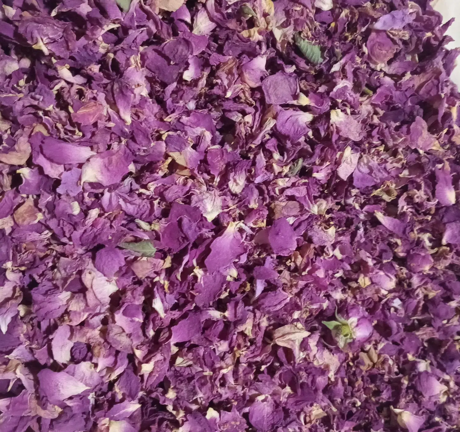 گل محمدی|گل و گیاه طبیعی|اردبیل, |دیوار