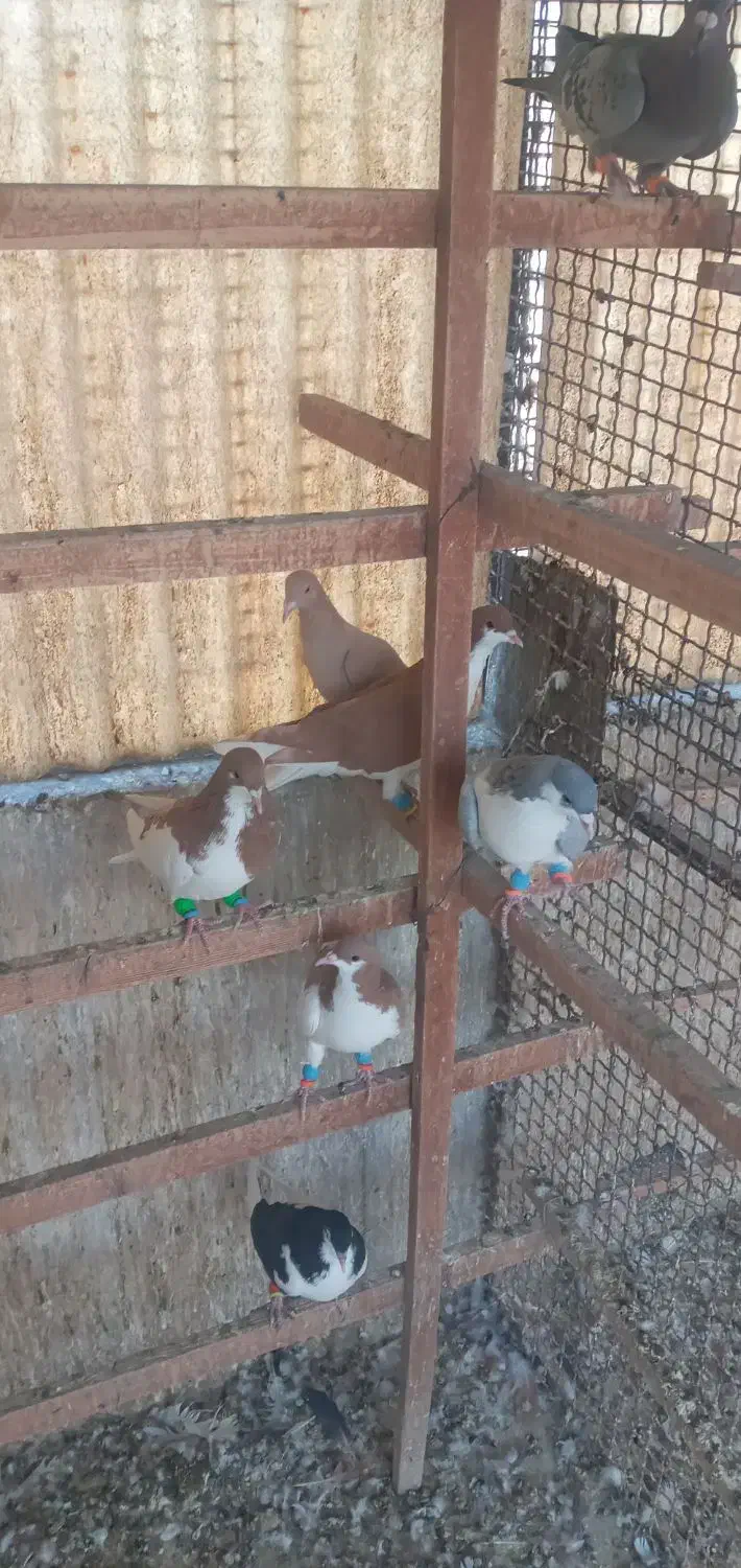 کبوتر رنگی|پرنده|تهران, آهنگ|دیوار