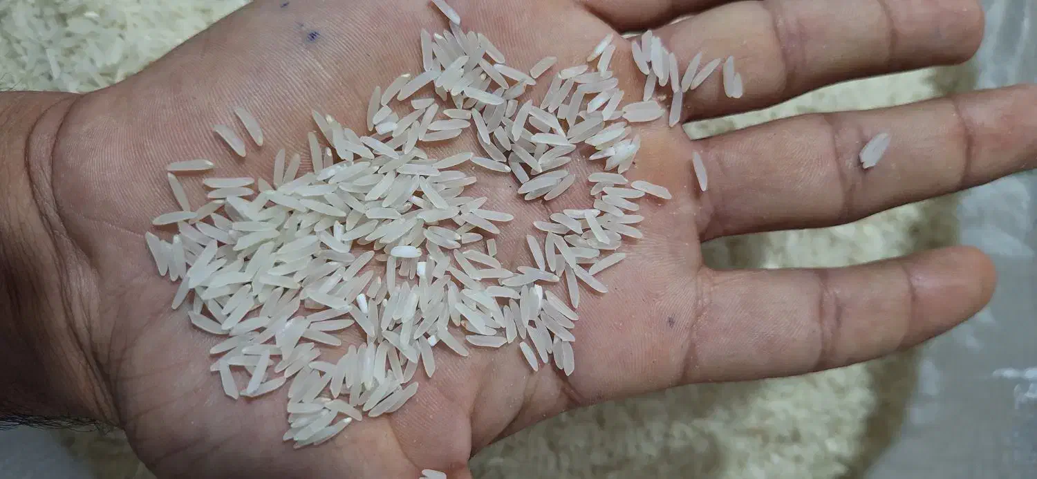 برنج فجر 90 روزه امساله|خوردنی و آشامیدنی|سنگدوین, |دیوار