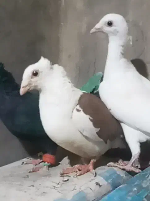 پشت کوویتی ماده|پرنده|قائن, |دیوار