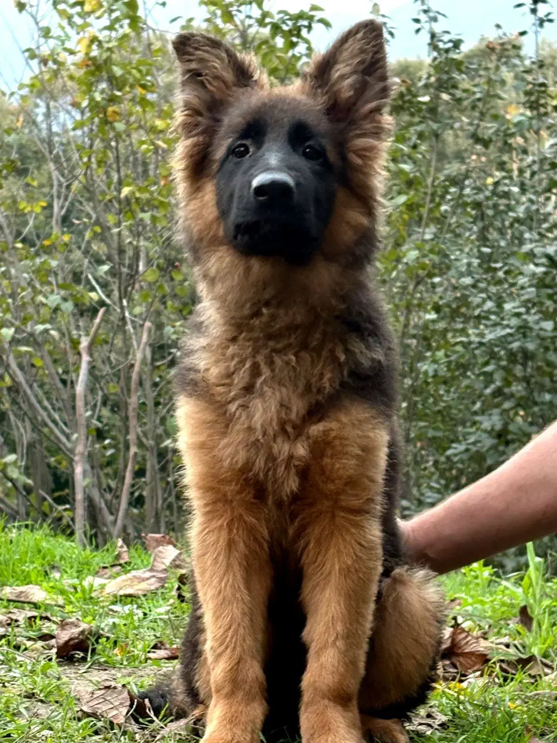 ژرمن ماده موبلند|سگ|رشت, بلوار گیلان|دیوار