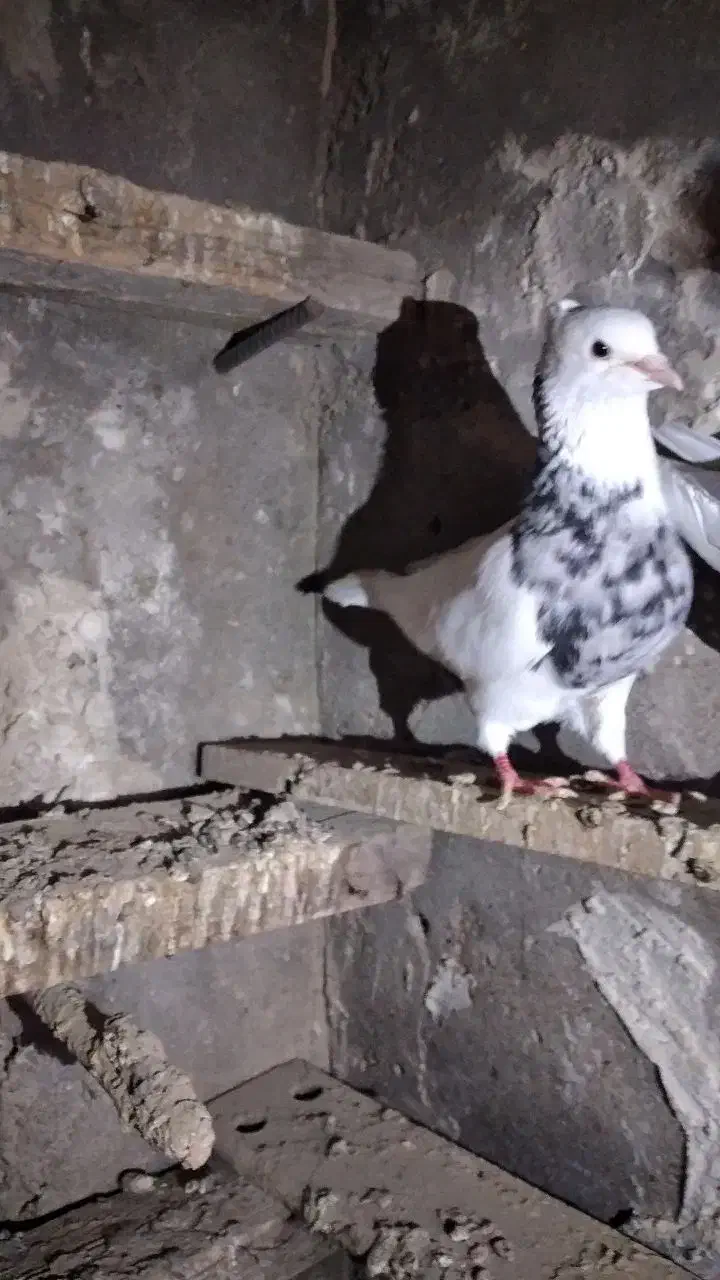 طوقی هفت رنگ نرفرفر|پرنده|باوی, |دیوار