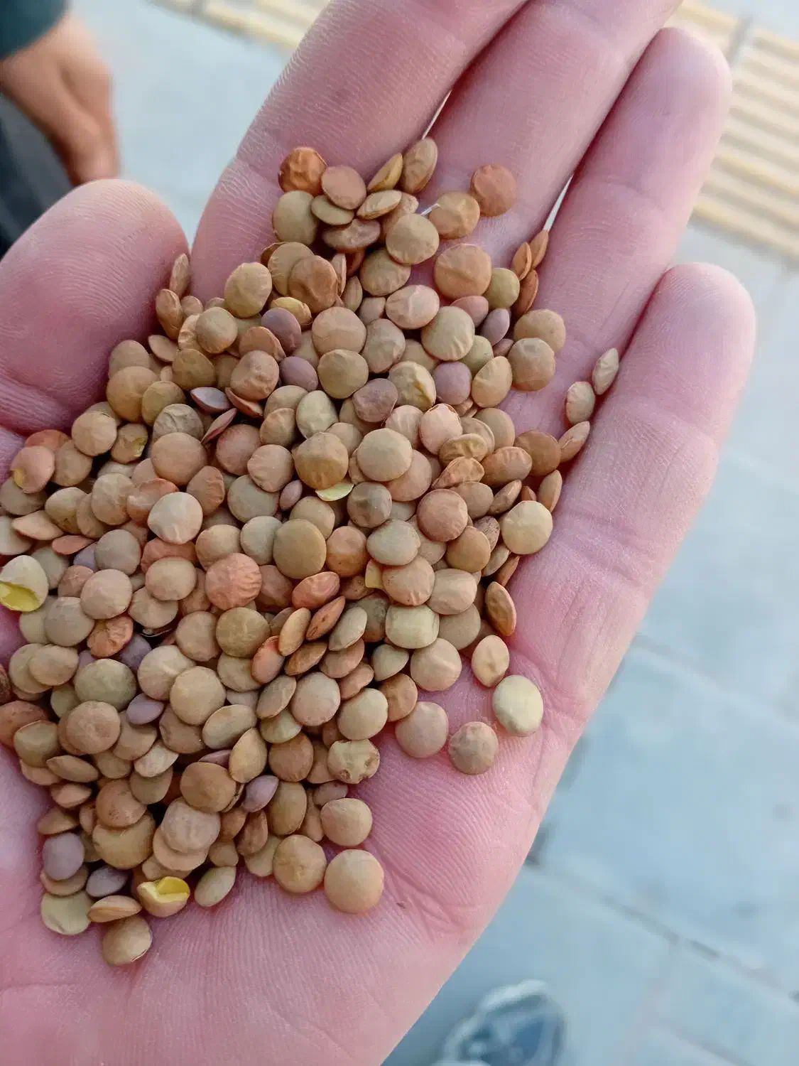 عدس|خوردنی و آشامیدنی|شیروان (خراسان), |دیوار