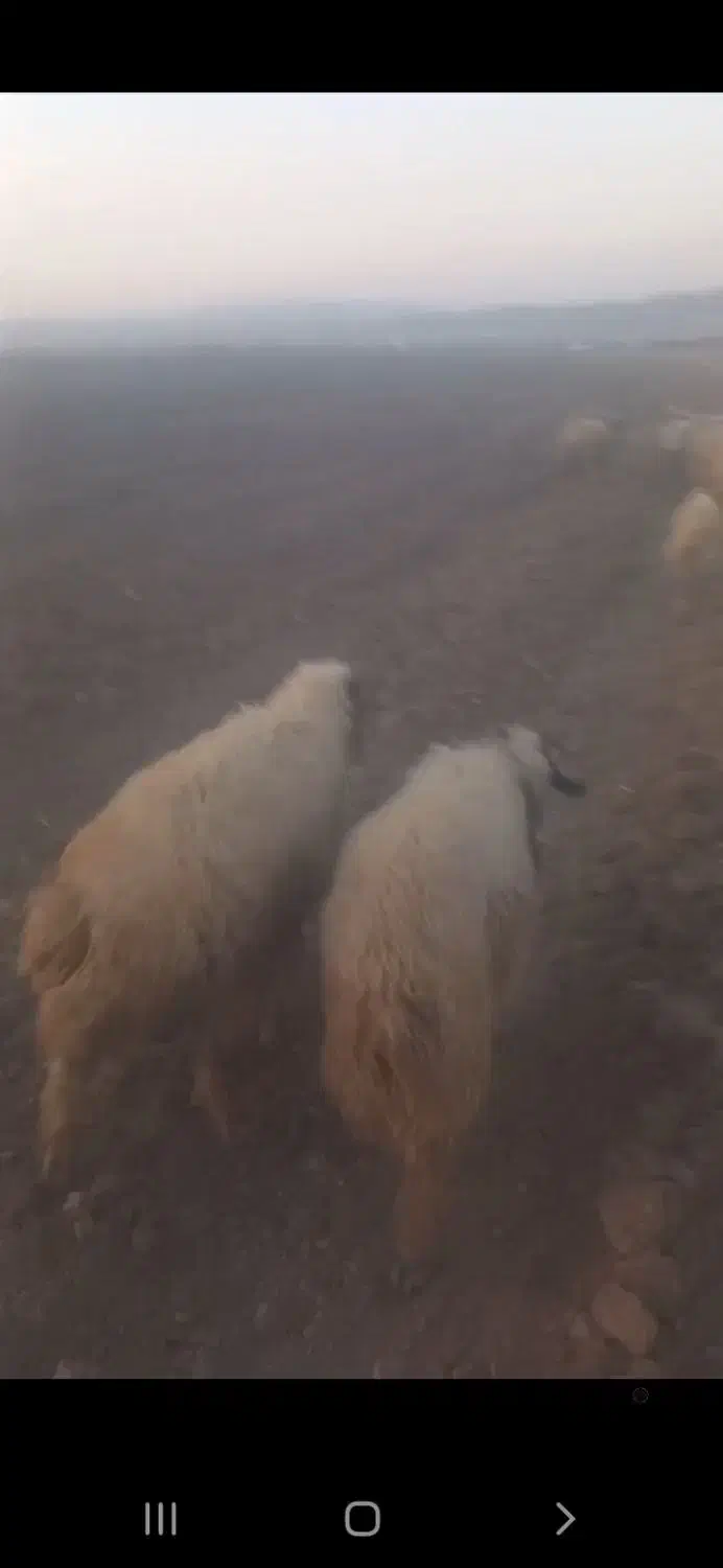 بره سفید صادراتی ۵۰ راس ..میش ابستن و زاییده|حیوانات مزرعه|رومشکان, |دیوار