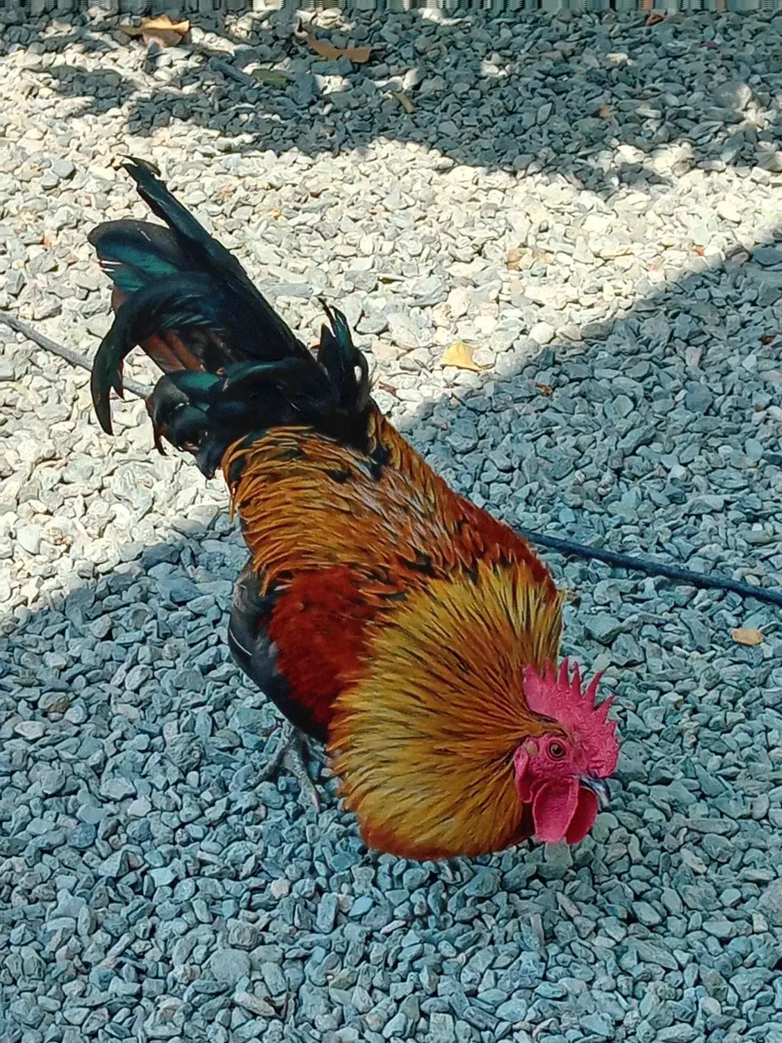 حیوان|حیوانات مزرعه|کهنوج, |دیوار