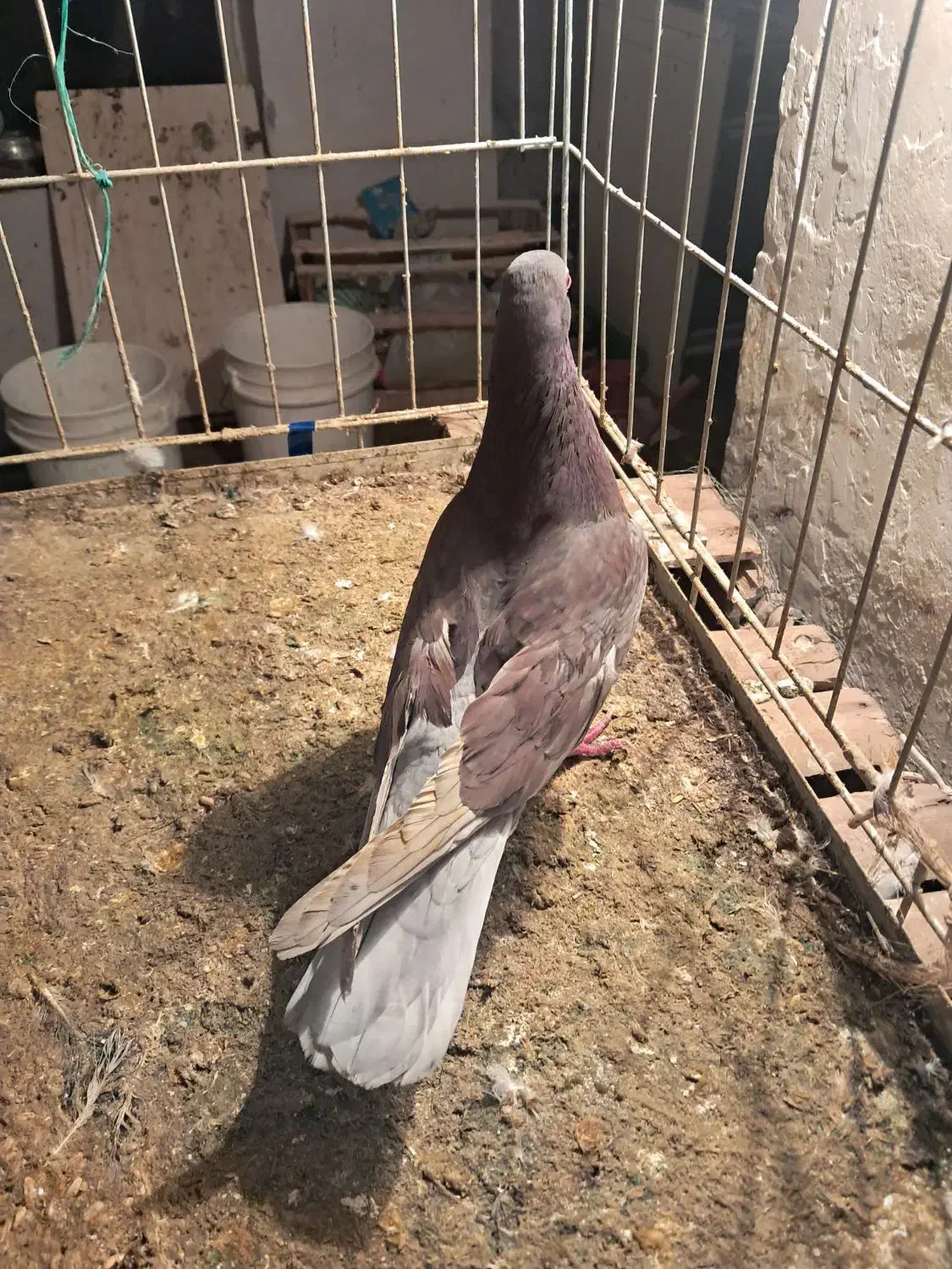 کفتر|پرنده|صوفیان, |دیوار