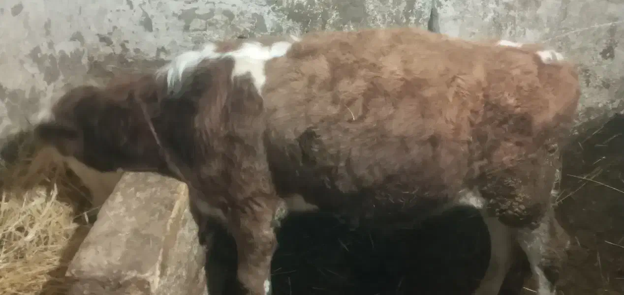 فروش کوساله سیمینتال درجه یک|حیوانات مزرعه|هیر, |دیوار