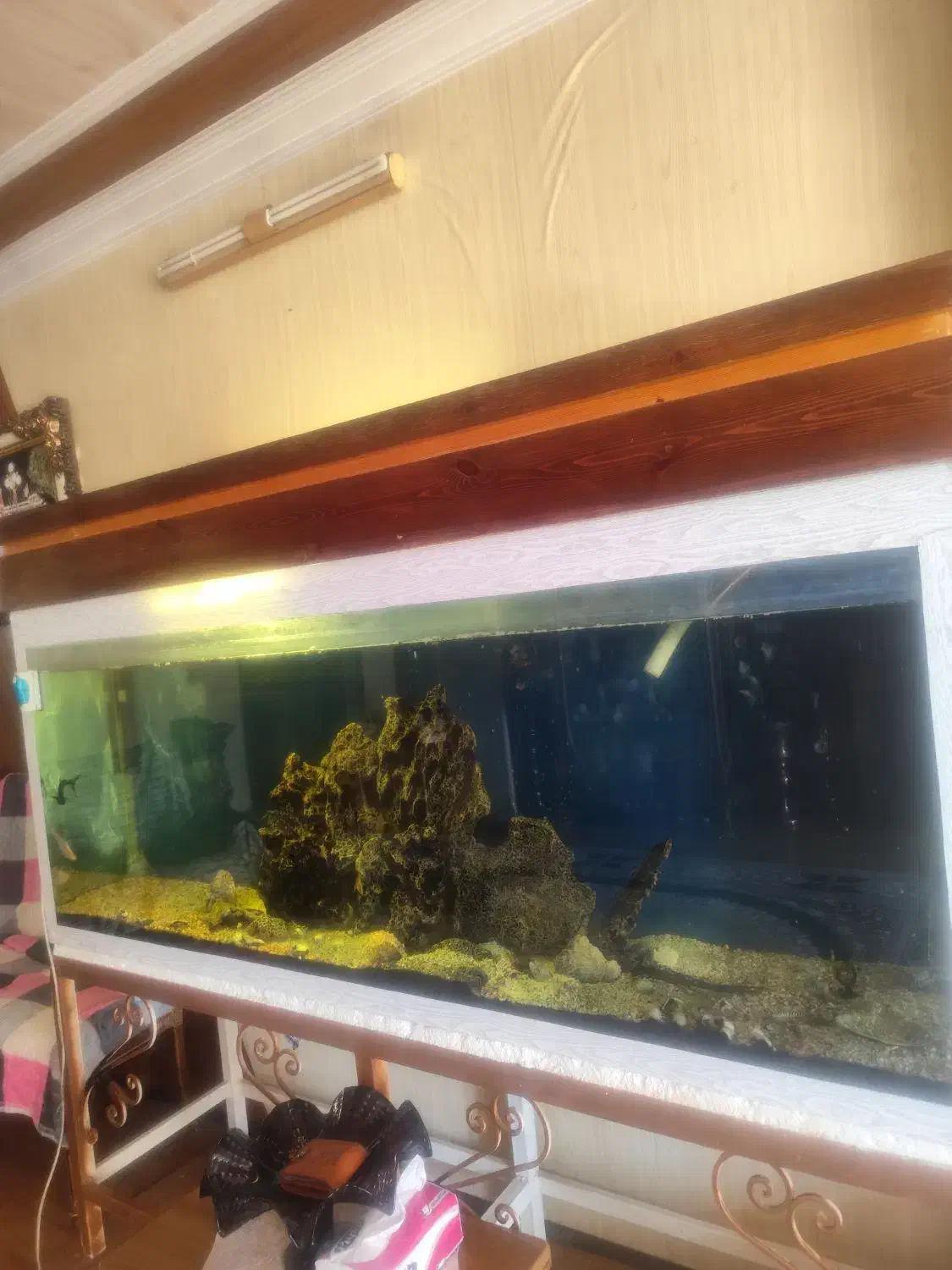 آکواریوم|ماهی|اصفهان, ملاصدرا|دیوار