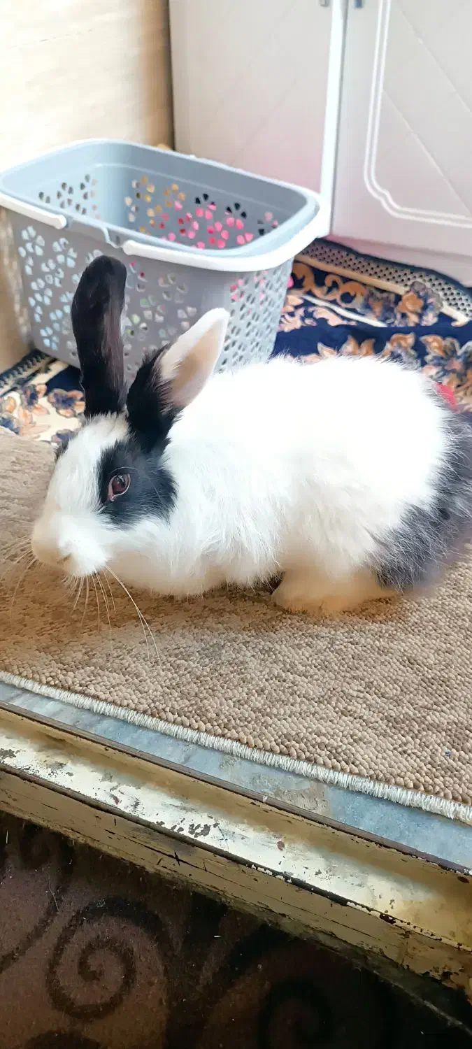 خرگوش|موش و خرگوش|مریوان, |دیوار