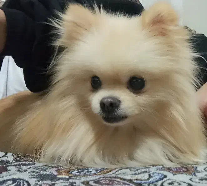 پامر خرسی|سگ|قم, پردیسان|دیوار